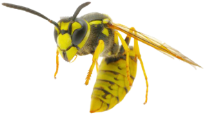 Wasp PNG-74592